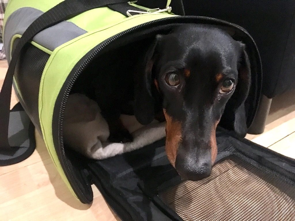 Review Flying Vueling Airlines With A Dog Travelnuity