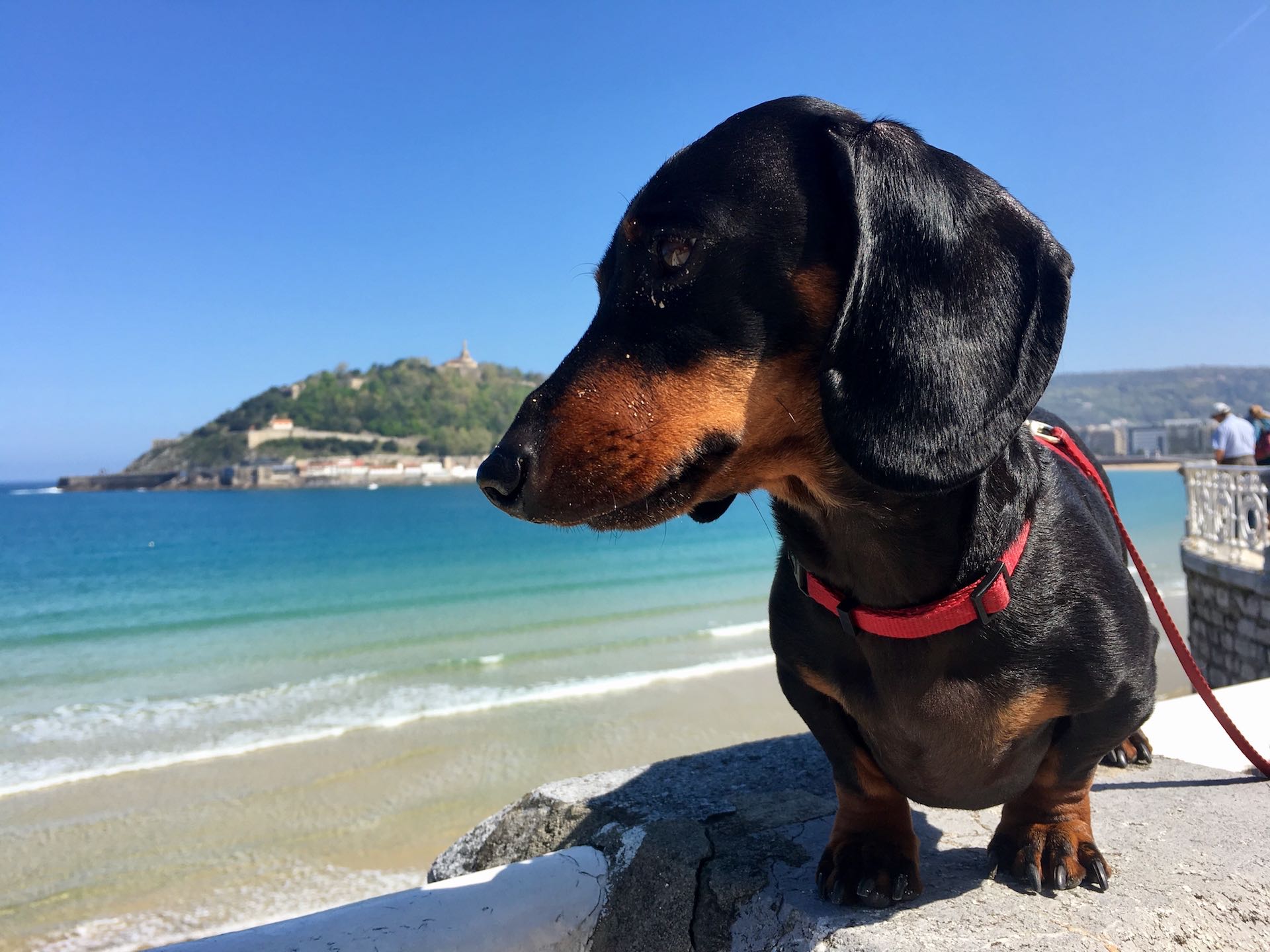 How to Travel with a Dog from the UK to Spain Travelnuity
