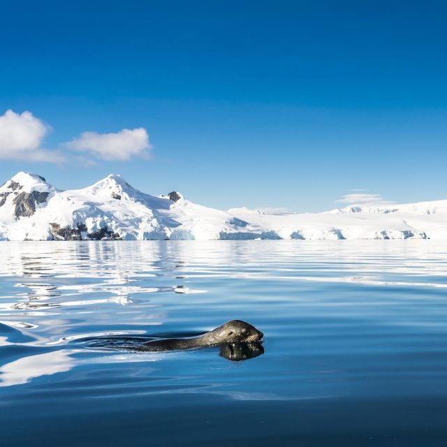 Antarctic Peninsula, Foyn Harbour © Oceanwide Expeditions