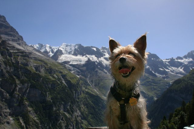 travel to switzerland with a dog