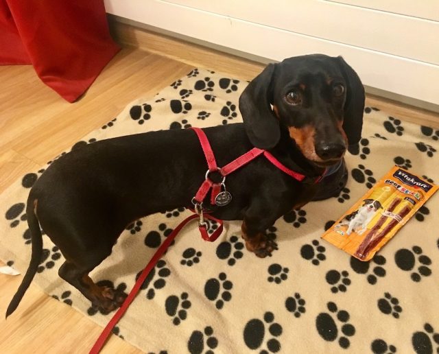 Dog Treats at Hotel B&B