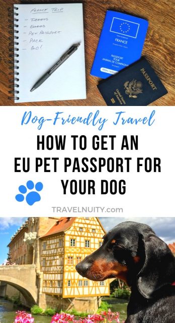 how to get a pet passport for a basset hound in mozambique