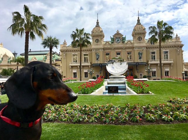 Dog-friendly Monaco