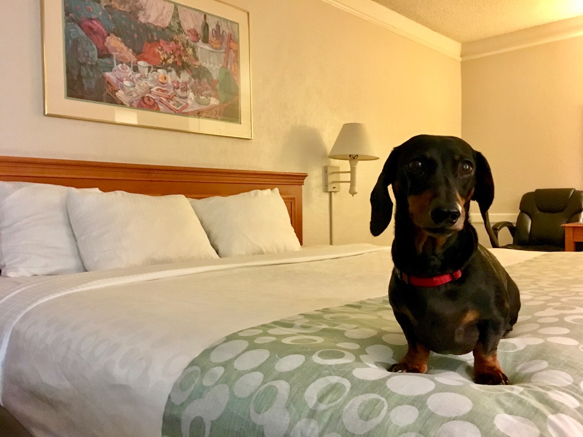 Affordable Dog Friendly Hotels USA 