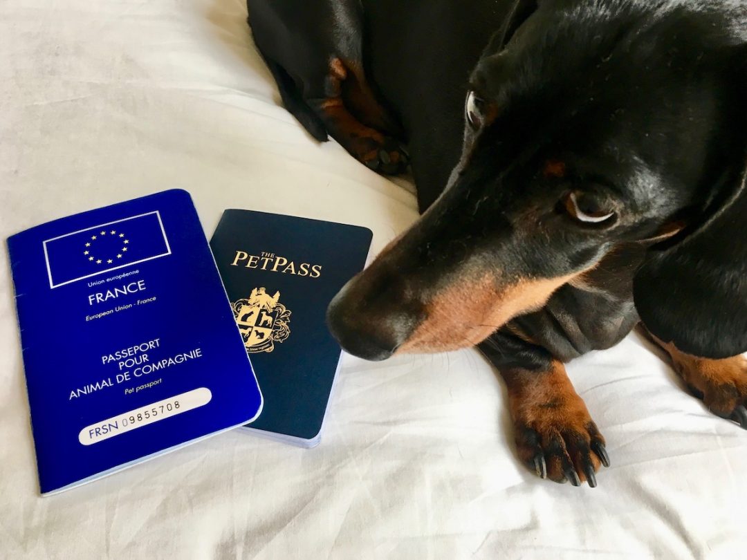 What is a Pet Passport - Travelnuity