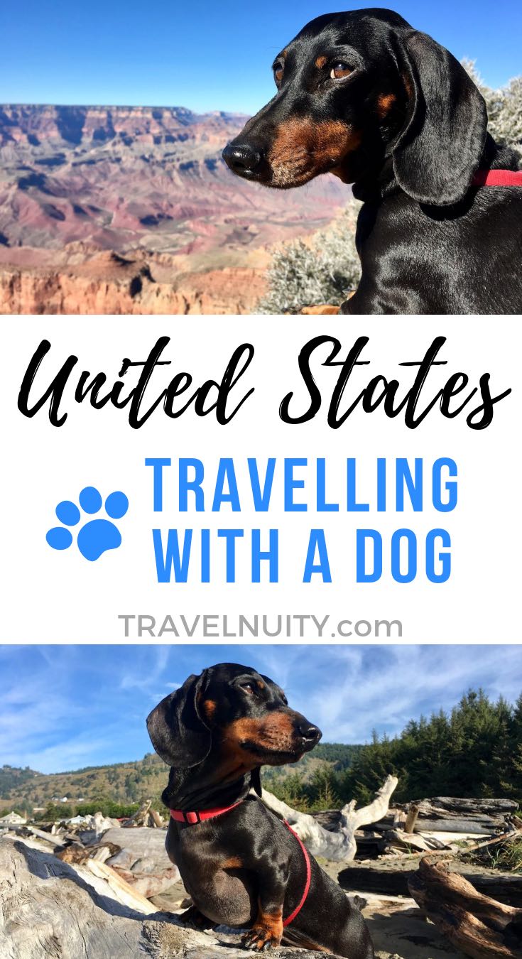 usa travel with pet
