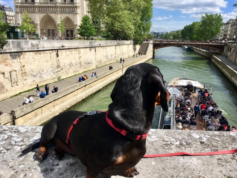 travel to france with dog from uk