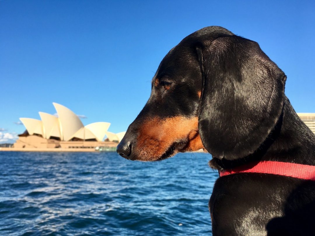 travel around australia with a dog