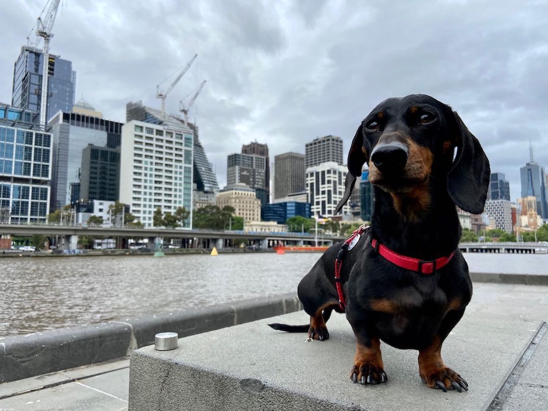 melbourne day trip with dog