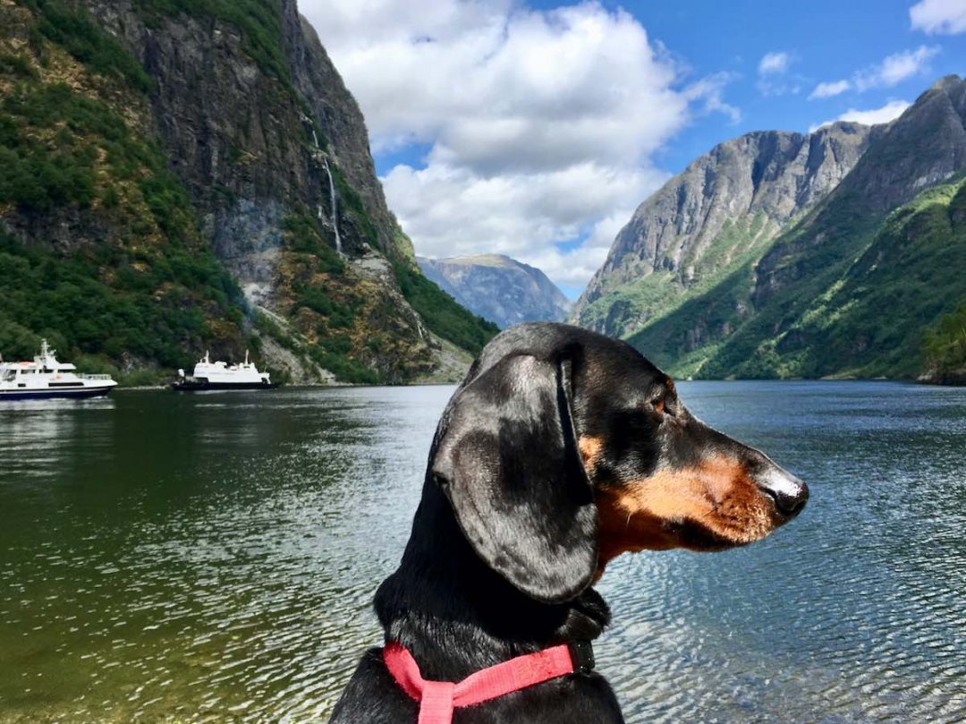 norwegian travel with dog