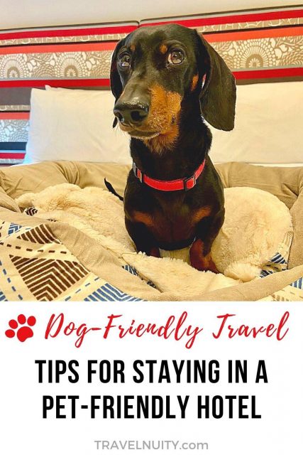 How to find a pet-friendly hotel