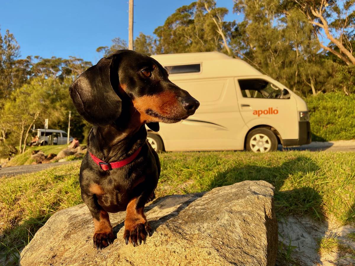 How to Have the Perfect Campervan Holidays With Your Dog