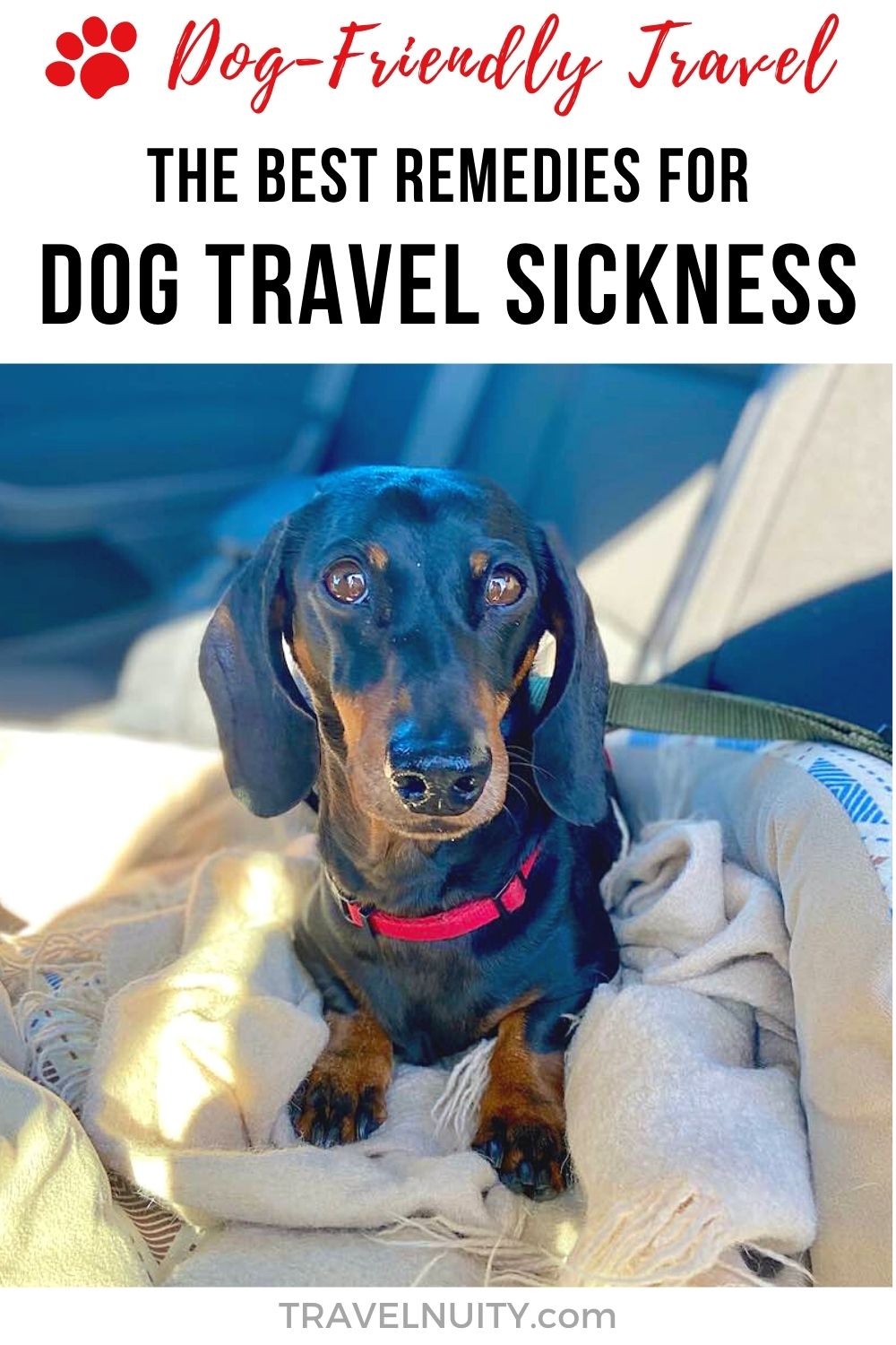 travel sickness remedies for puppies
