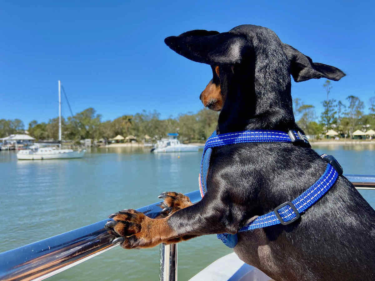 dog friendly boat tour