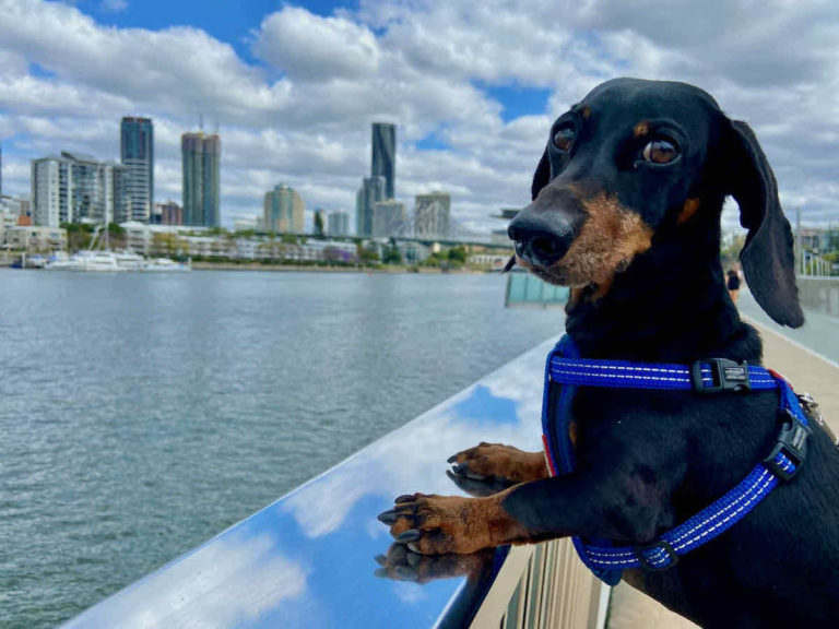 brisbane day trips with dogs