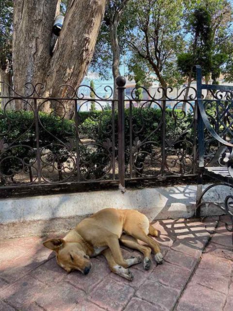 Sleeping Dog in Otumba